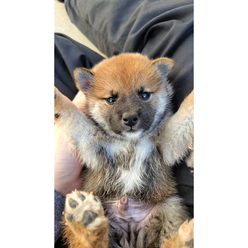 販売中の大阪府の柴犬-406783の3枚目
